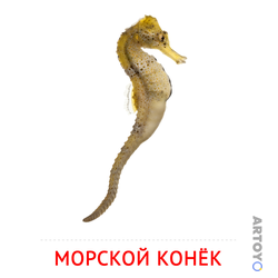 Карточка Домана Морской конёк, чёрно-белый контур