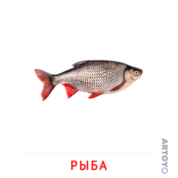 Карточка Домана Рыба, чёрно-белый контур