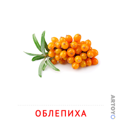 Облепиха — карточка Домана для распечатки