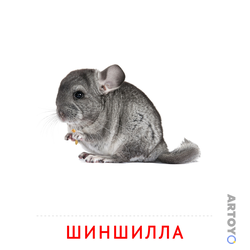 Карточка Домана Шиншила