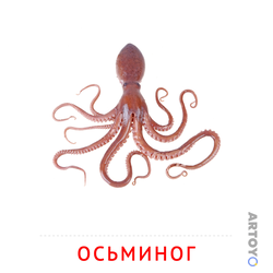 Карточка Домана «Осьминог» из категории Карточки Домана на тему «Рыбы и другие морские обитатели