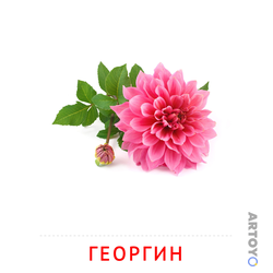 Георгин — карточка Домана для распечатки