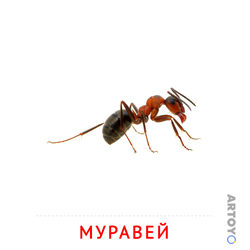 Карточка Домана Муравей, чёрно-белый контур