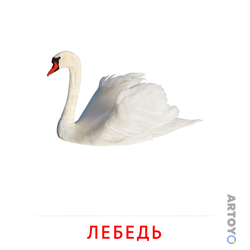 Карточка Домана Лебедь — А4