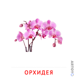 Карточка Домана Орхидея — А4