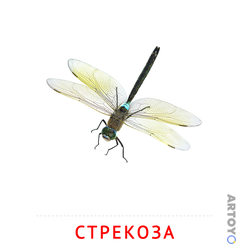 Карточка Домана Стрекоза