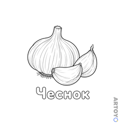 Раскраска Чеснок — А4