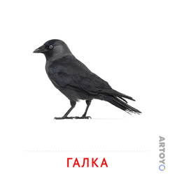 Карточка Домана Галка