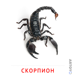 Карточка Домана Скорпион, чёрно-белый контур