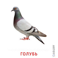 Карточки Домана на тему «Птицы: карточка Домана Голубь