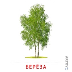 Карточка Домана «Берёза» из категории Карточки Домана для самых маленьких