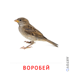 Воробей — карточка Домана для распечатки