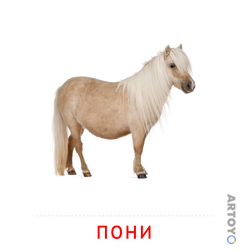 Карточка Домана Пони — А4