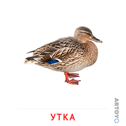 Карточки Домана на тему «Животные и их детеныши: карточка Домана Утка