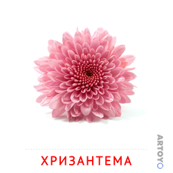 Карточка Домана «Хризантема» из категории Карточки Домана на тему «Цветы
