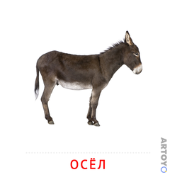 Карточка Домана Осёл, чёрно-белый контур