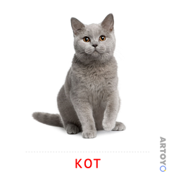 Карточки Домана для детей на тему «Животные: карточка Домана Кот