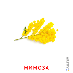 Карточка Домана Мимоза, чёрно-белый контур