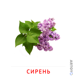 Карточка Домана Сирень — А4