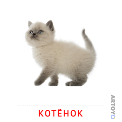 Карточка Домана «Котёнок» из категории Карточки Домана на тему «Животные и их детеныши