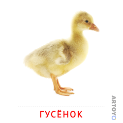 Карточка Домана Гусёнок
