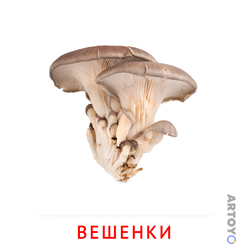 Карточка Домана Карточка Домана «Вешенки», чёрно-белый контур