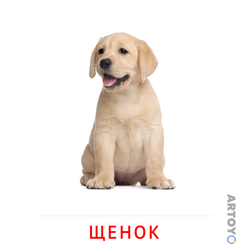 Карточка Домана Щенок — А4