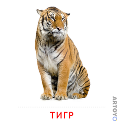 Карточка Домана Тигр