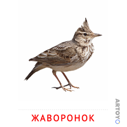 Карточка Домана Жаворонок — А4