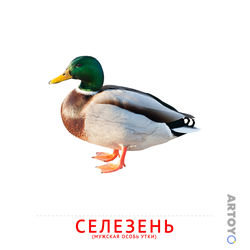 Карточка Домана «Селезень» из категории Карточки Домана на тему «Птицы
