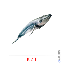 Карточка Домана Кит