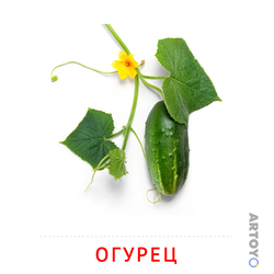 Карточка Домана Огурец — А4