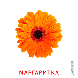 Карточка Домана Маргаритка, чёрно-белый контур