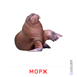 Морж — карточка Домана для распечатки