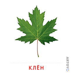 Лист клёна — карточка Домана для распечатки