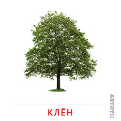 Карточка Домана Клён, чёрно-белый контур