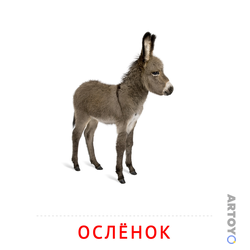 Карточка Домана Ослёнок, чёрно-белый контур