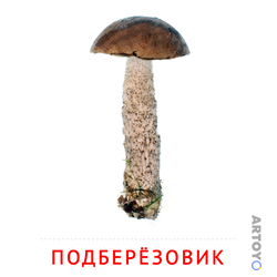 Карточка Домана «Карточка Домана «Подберёзовик»» из категории Карточки Домана для самых маленьких