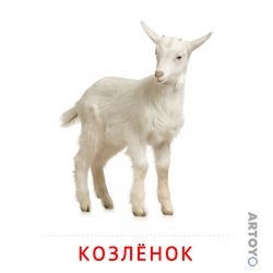 Карточка Домана «Козлёнок» из категории Карточки Домана на тему «Животные и их детеныши