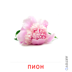 Карточка Домана Пион