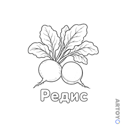 Редис — раскраска для распечатки