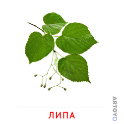 Ветка липы — карточка Домана для распечатки