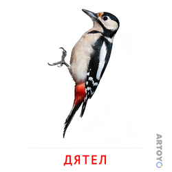 Карточка Домана Дятел