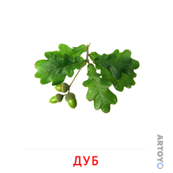 Карточка Домана Листья дуба, чёрно-белый контур