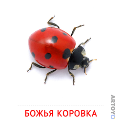 Карточка Домана «Божья коровка» из категории ​карточки Домана на тему «Насекомые