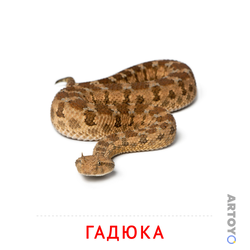Карточка Домана Гадюка, чёрно-белый контур