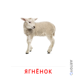 Карточка Домана «Ягнёнок» из категории Карточки Домана на тему «Животные и их детеныши