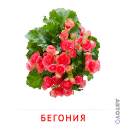 Карточка Домана Бегония