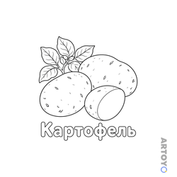 Овощи: раскраска Картофель