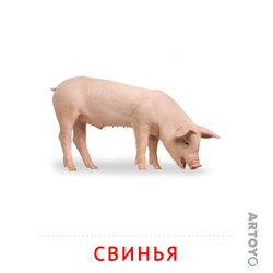 Карточки Домана на тему «Животные и их детеныши: карточка Домана Свинья